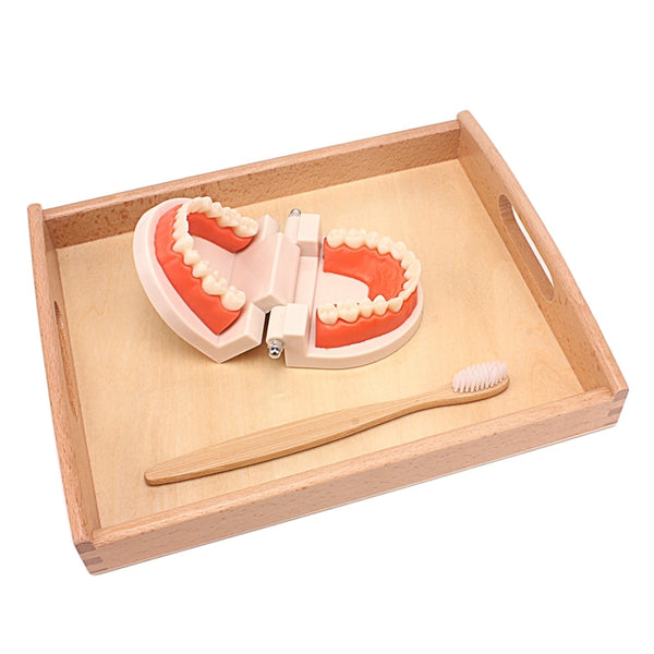 Children's Montessori Practical Dental Toy