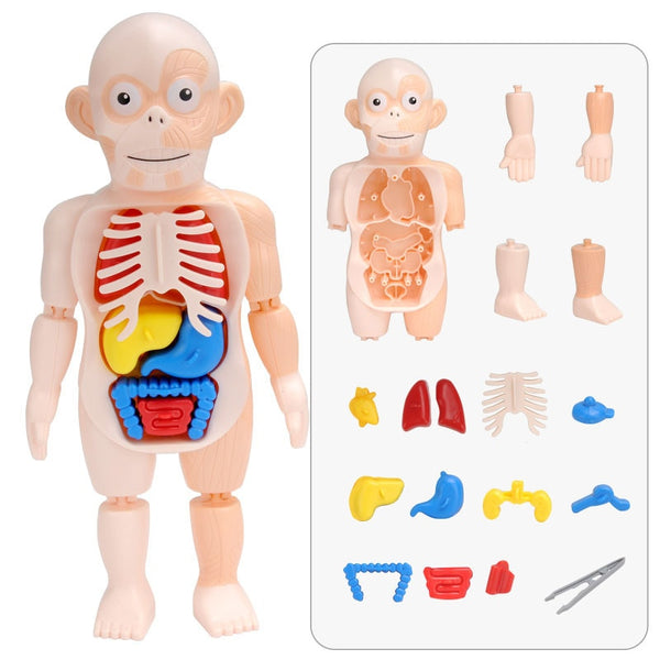Children's Montessori Human Body Anatomy